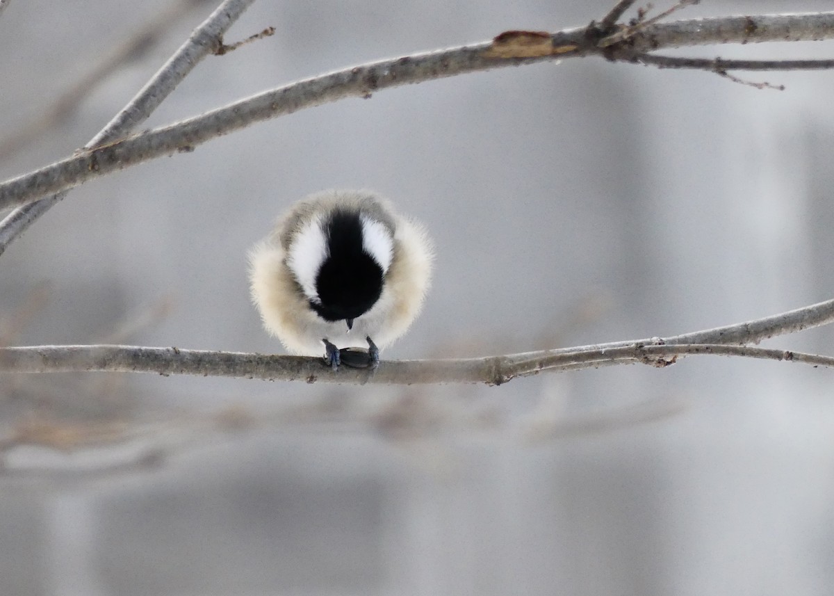 sýkora černohlavá - ML645570120