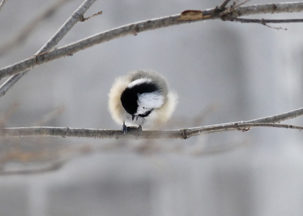 sýkora černohlavá - ML645570128