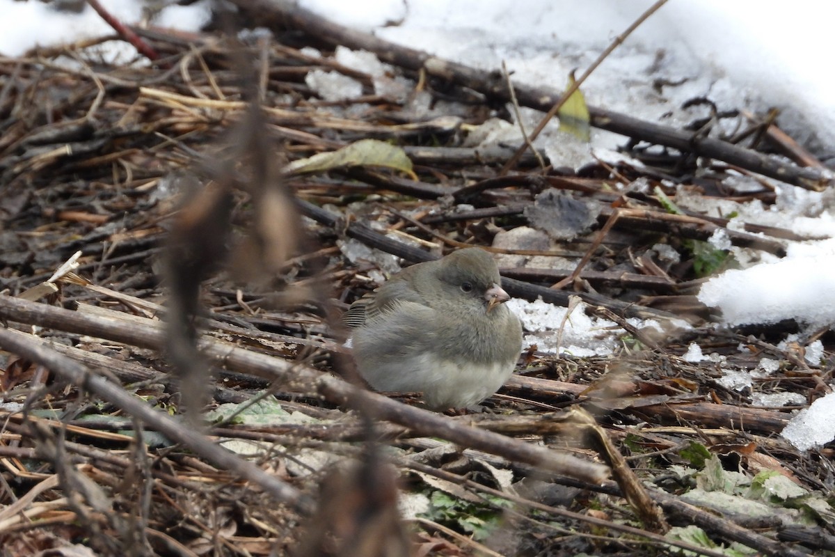 Dark-eyed Junco - ML645570132