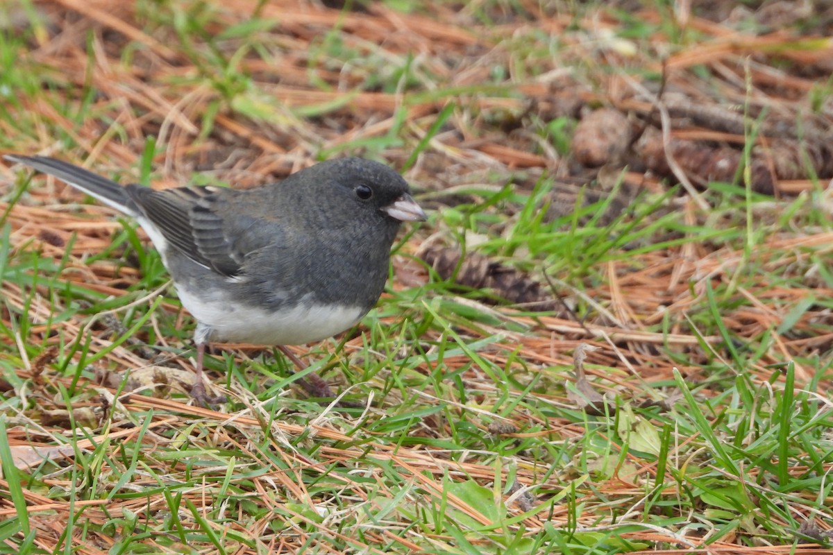 Dark-eyed Junco - ML645570133
