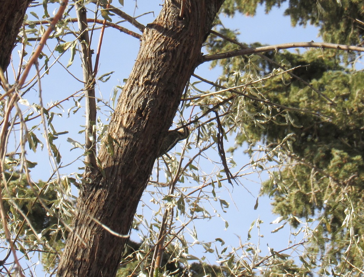 Yellow-bellied Sapsucker - ML645570136