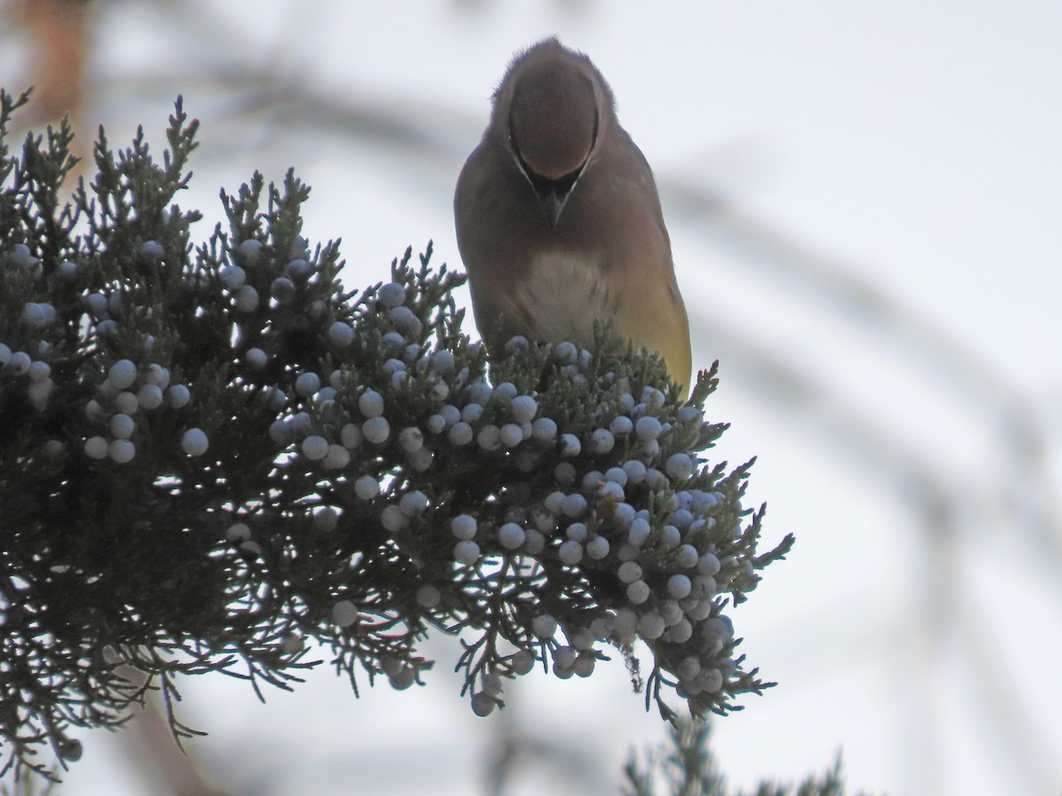 brkoslav americký - ML645570143