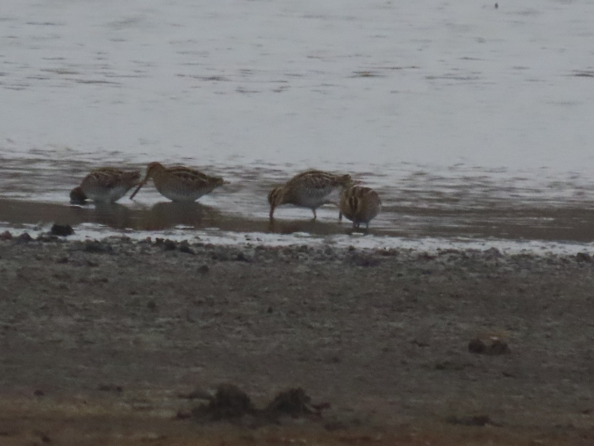 Wilson's Snipe - ML645570148