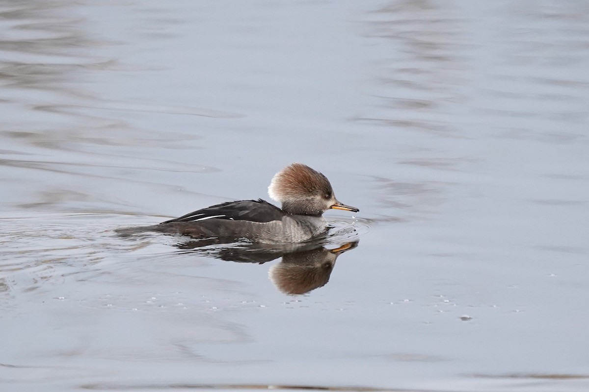 hjelmfiskand - ML645570149