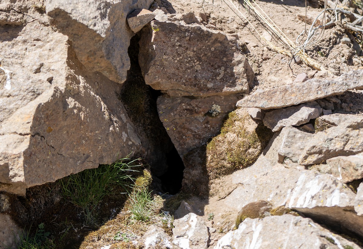 Blassbauch-Uferwipper - ML645570150