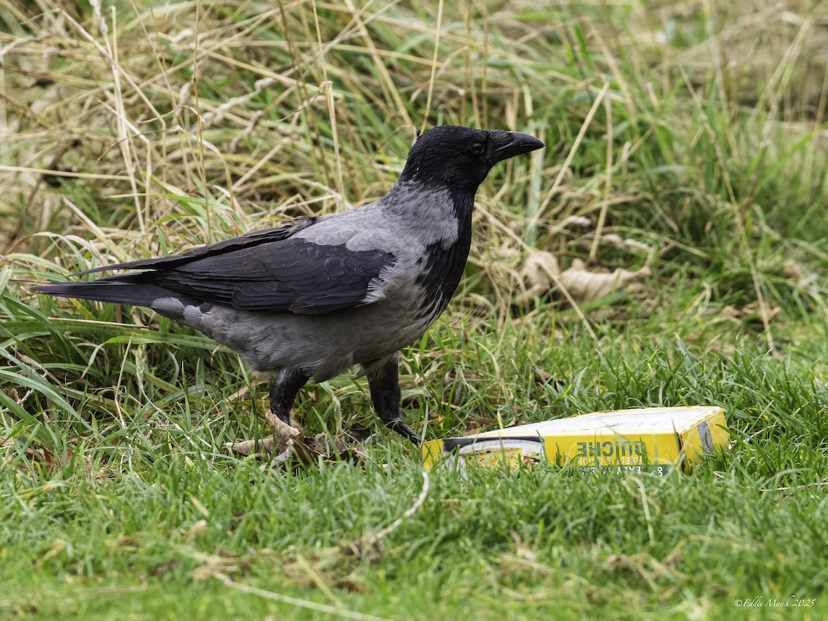 Hooded Crow - ML645570152