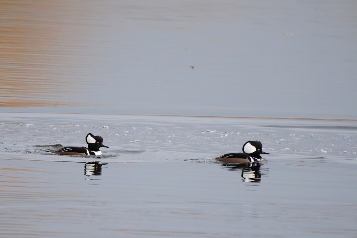 hjelmfiskand - ML645570153