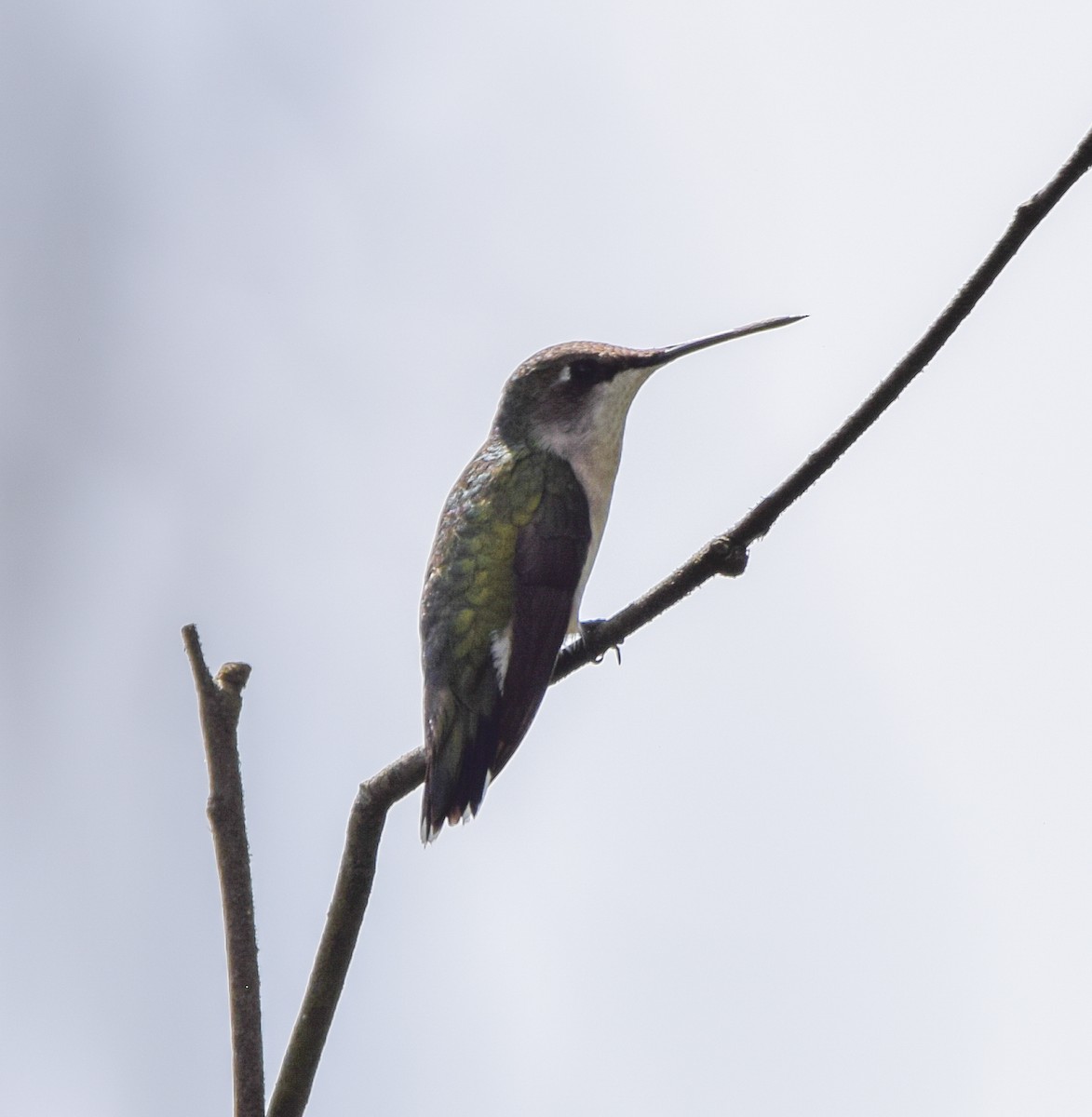 Колібрі рубіновогорлий - ML645570154