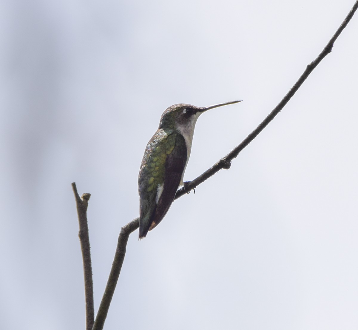 Колібрі рубіновогорлий - ML645570155