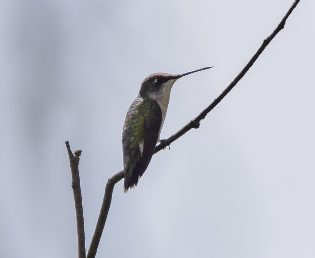 Колібрі рубіновогорлий - ML645570156