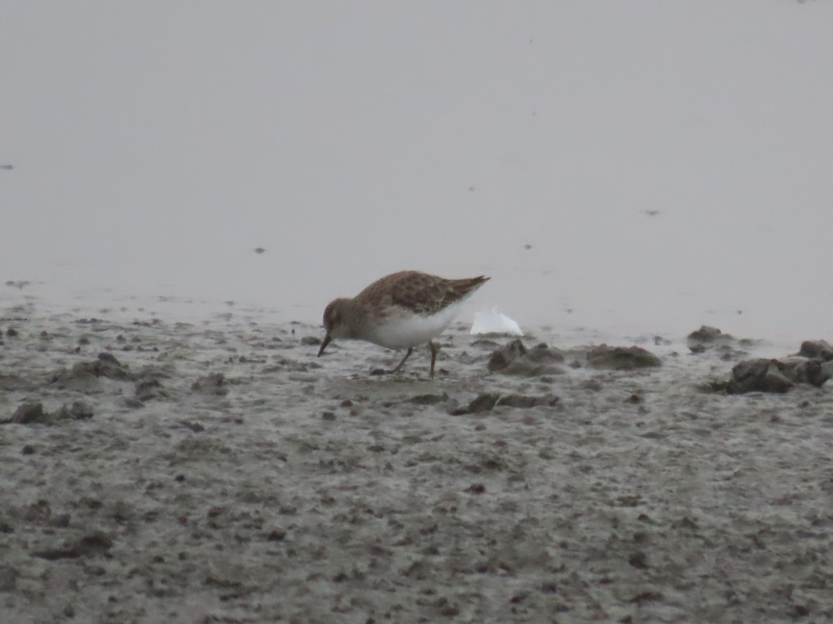 Least Sandpiper - ML645570172