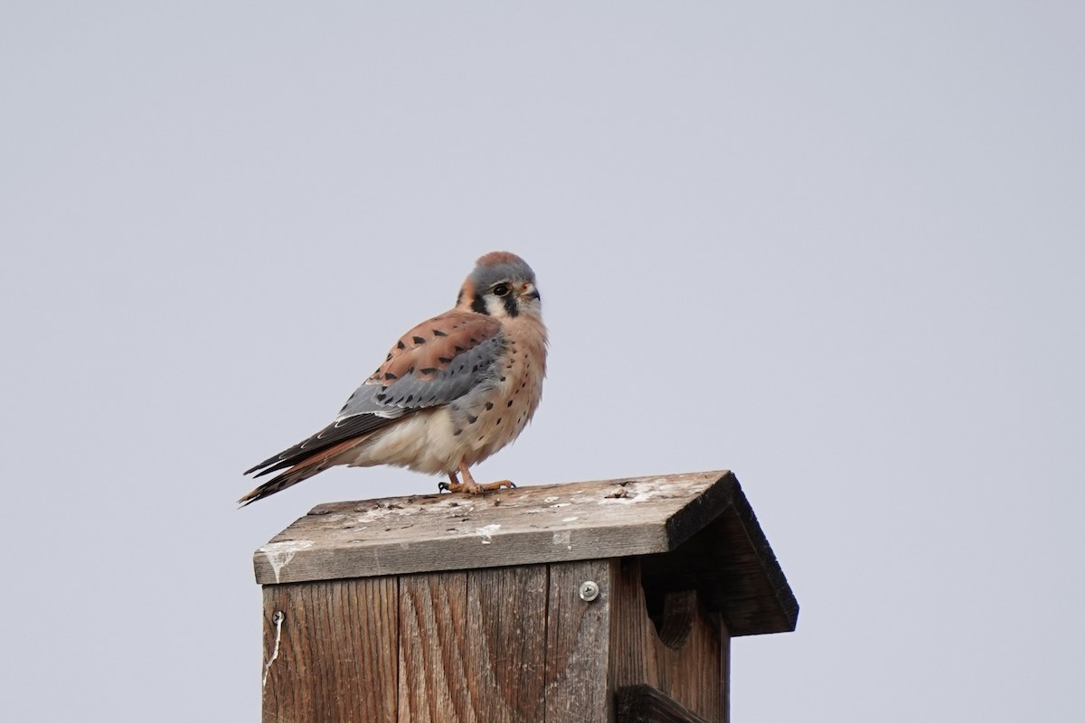 spurvefalk - ML645570173