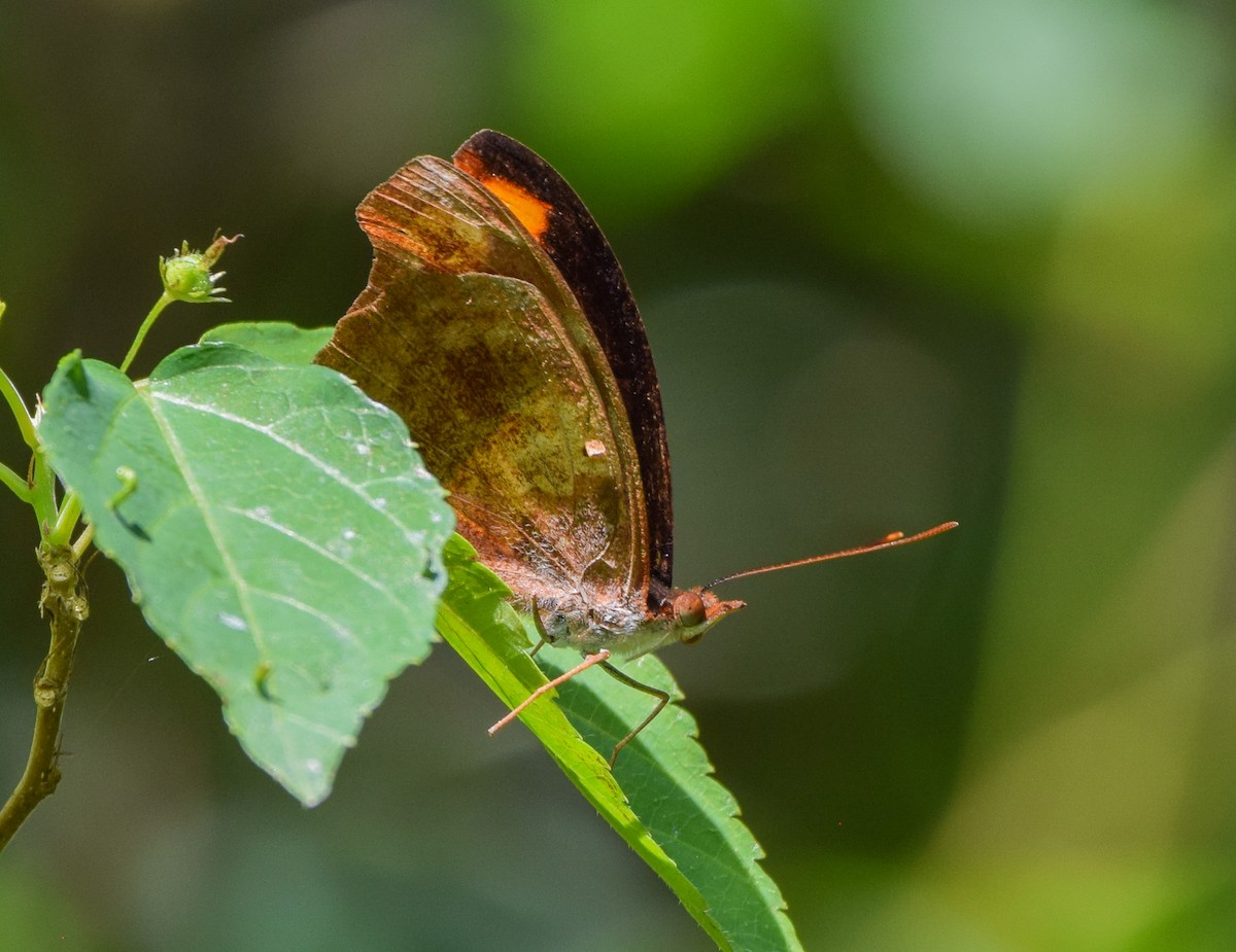 Insects - ML645570174