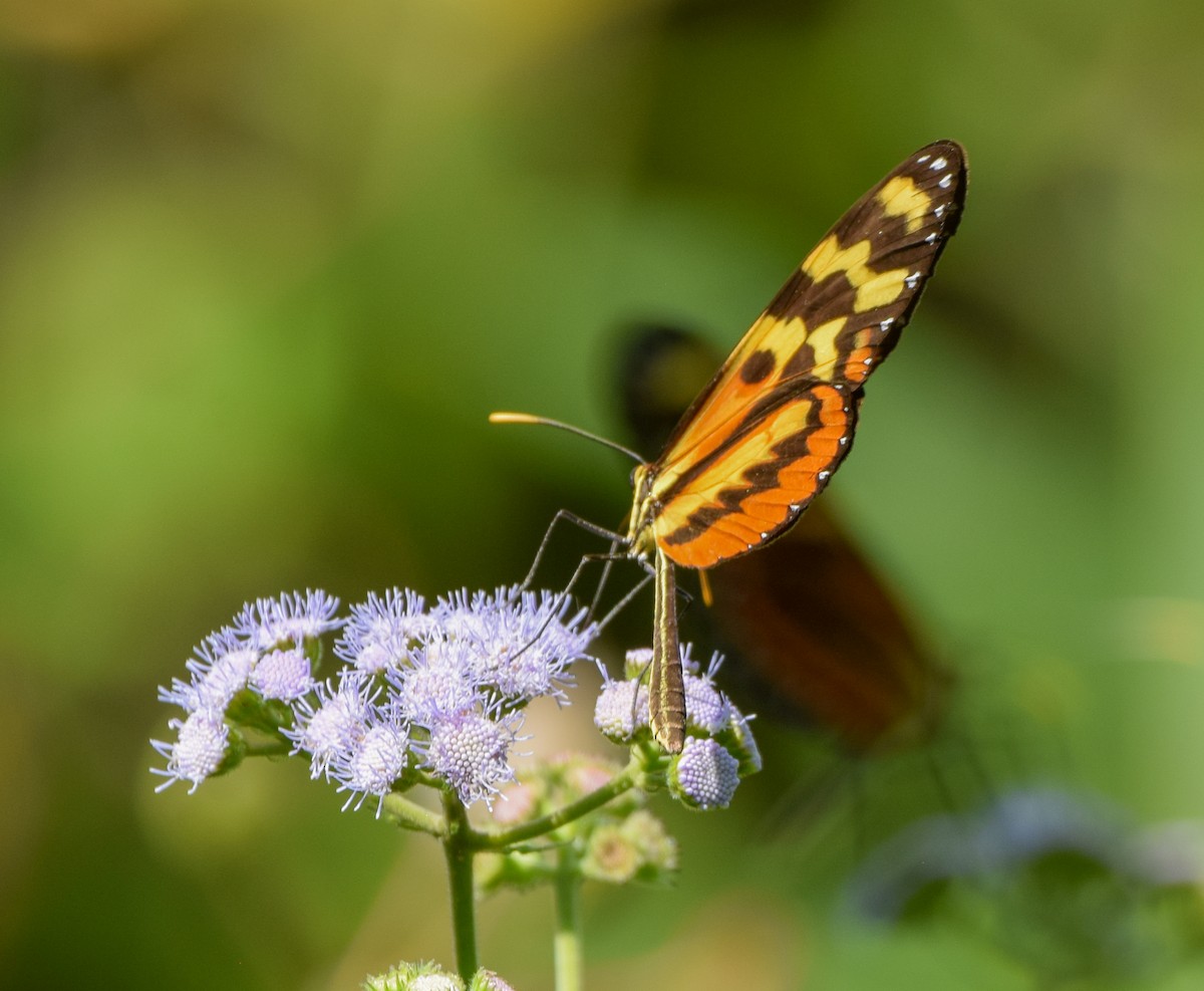 Insects - ML645570175