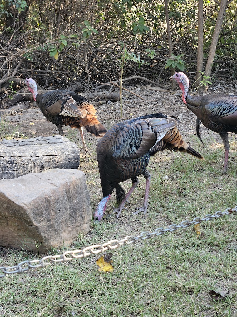 Wild Turkey - ML645570176