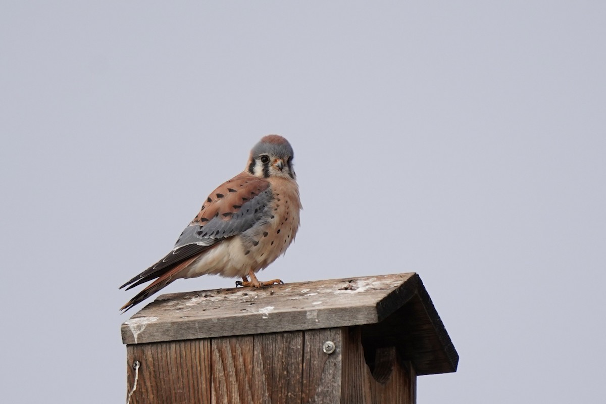 spurvefalk - ML645570177