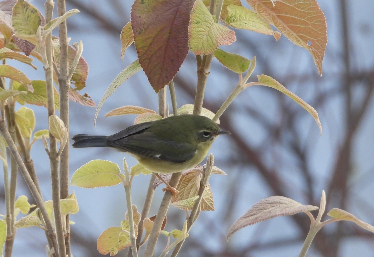 Black-throated Blue Warbler - ML645570180