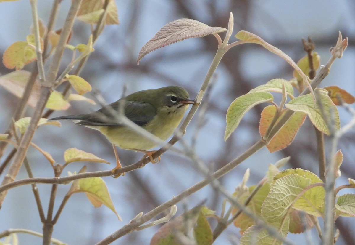 Black-throated Blue Warbler - ML645570181