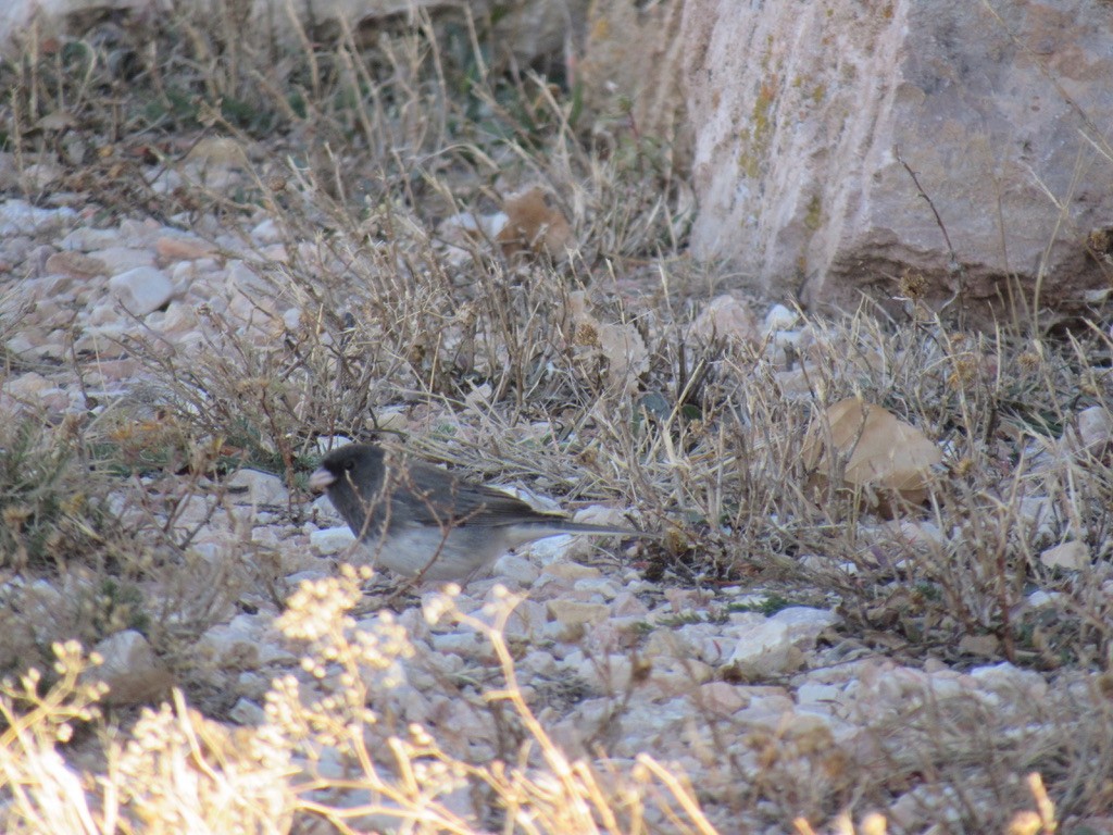 Dark-eyed Junco - ML645570182