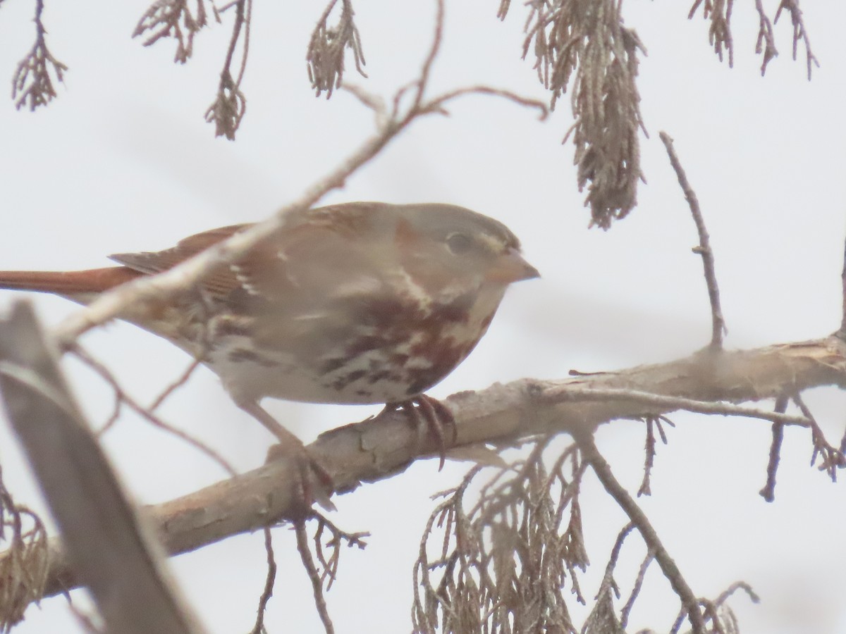 Fox Sparrow - ML645570188