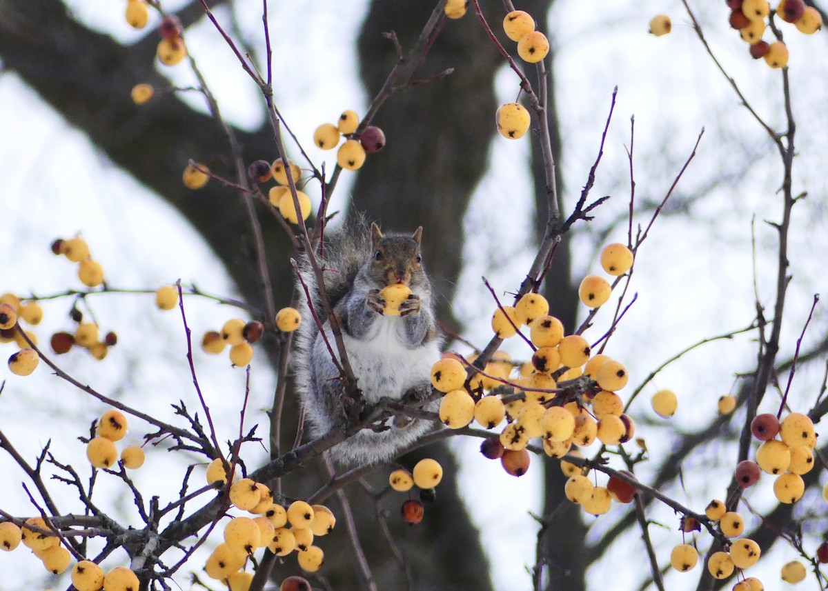 Eastern Gray Squirrel - ML645570192