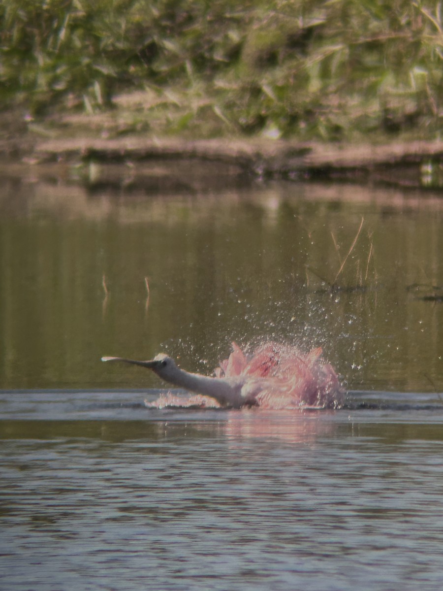 Rosalöffler - ML645570202