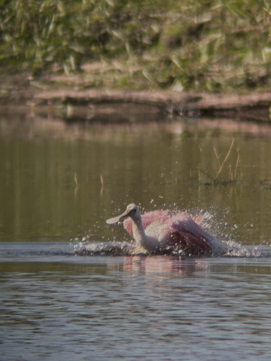 Rosalöffler - ML645570203