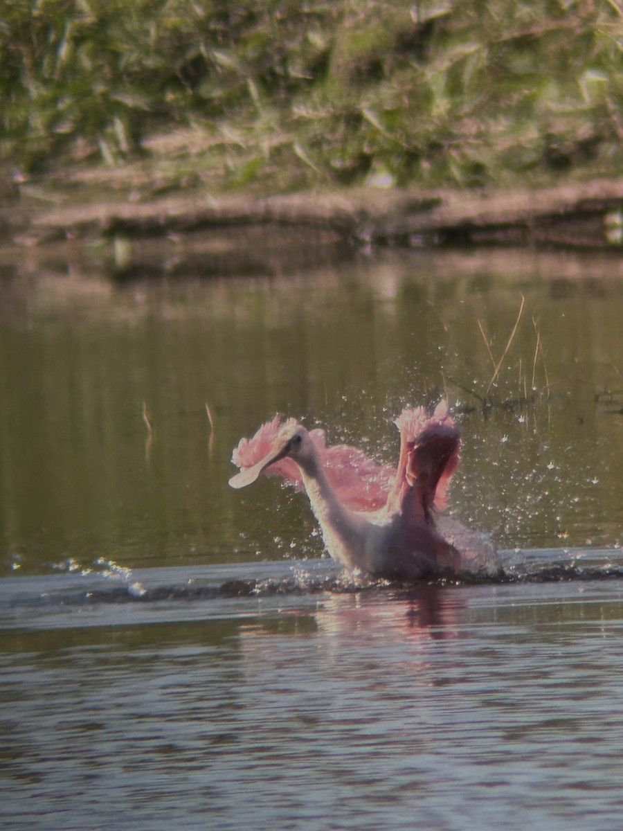 Rosalöffler - ML645570204