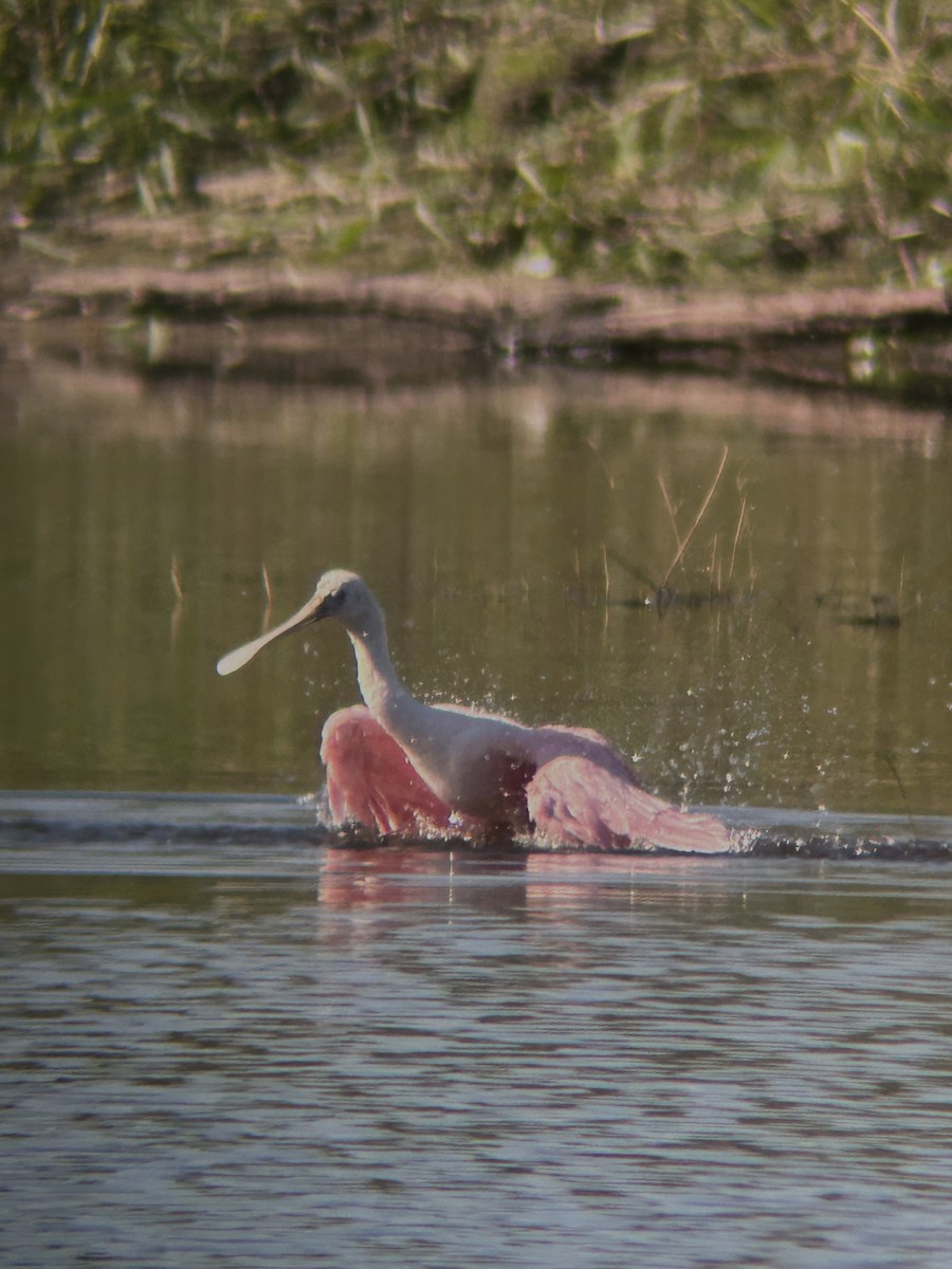 Rosalöffler - ML645570205