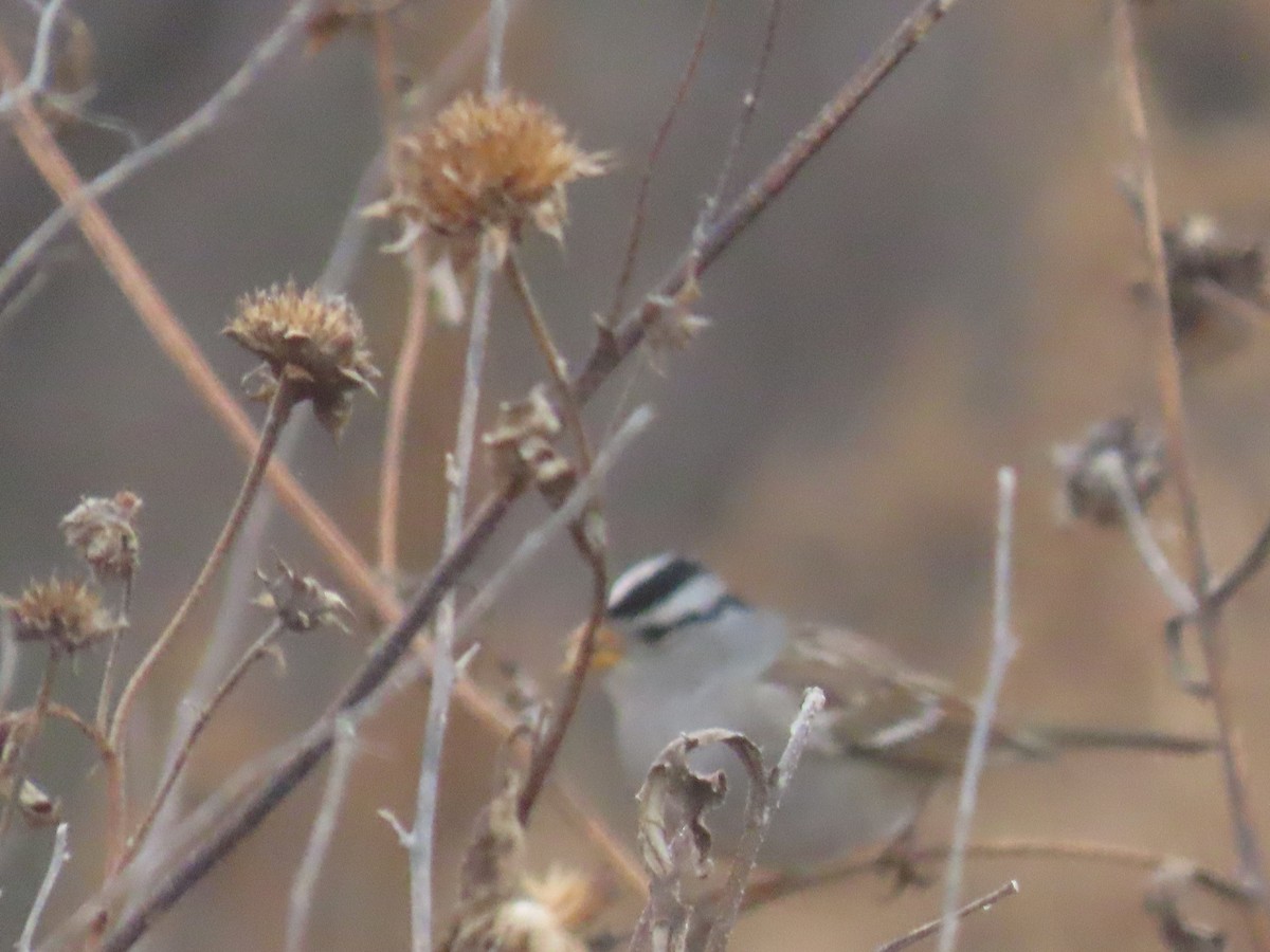 White-crowned Sparrow - ML645570206