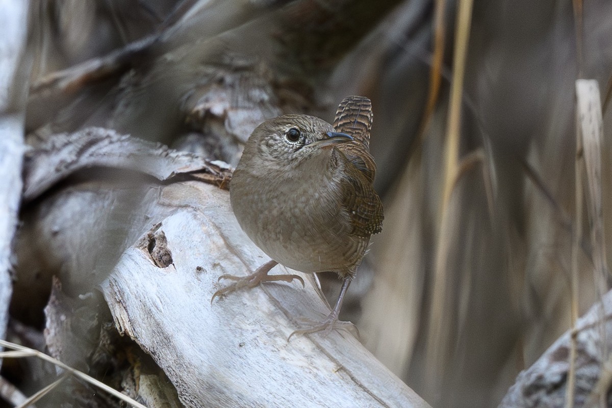 Northern House Wren (Northern) - ML645570207