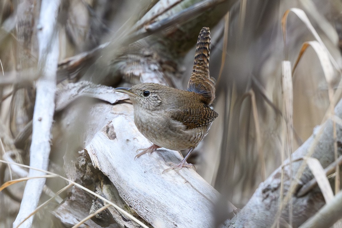 Northern House Wren (Northern) - ML645570208