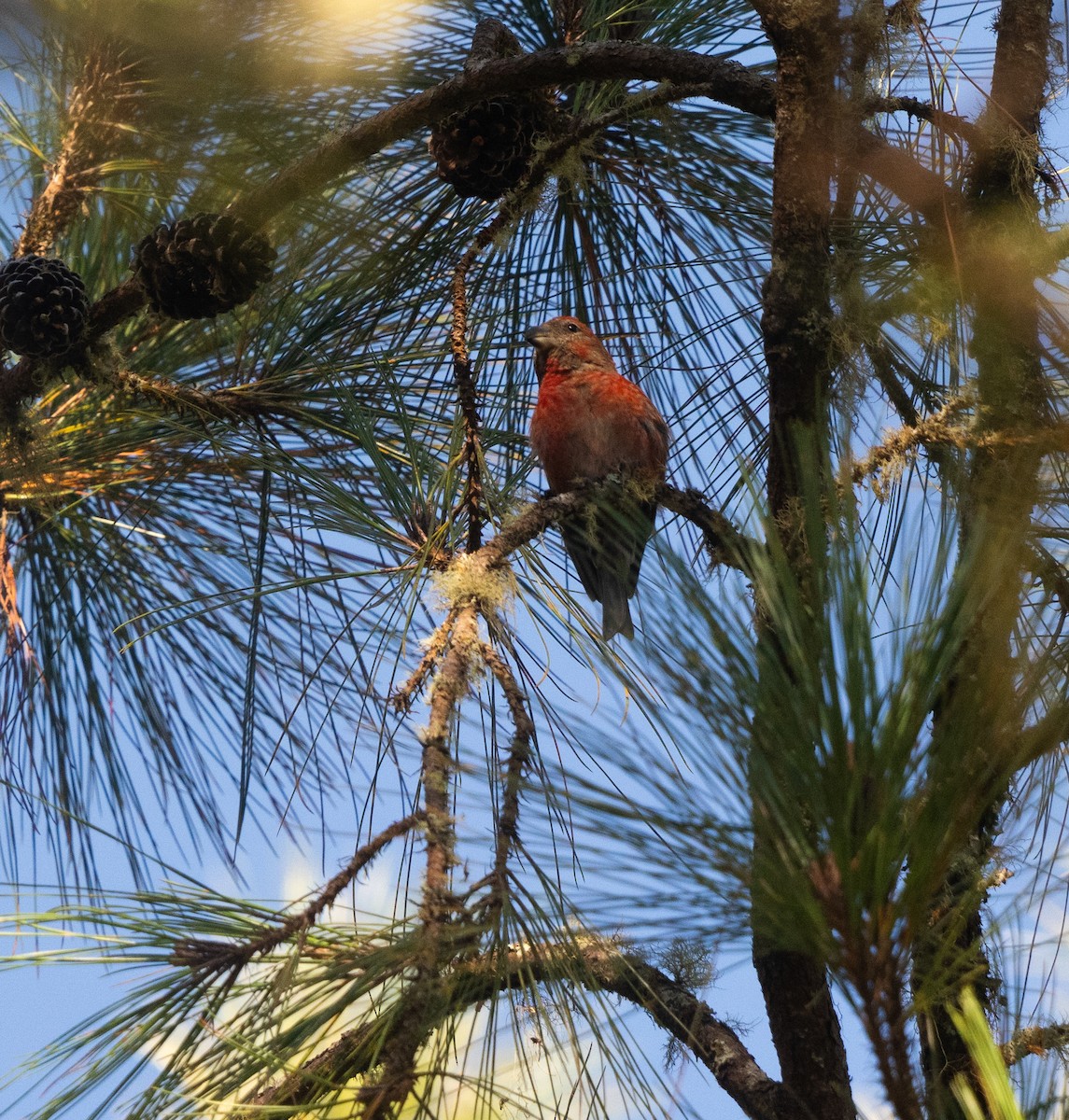 Hispaniolan Crossbill - ML645570210