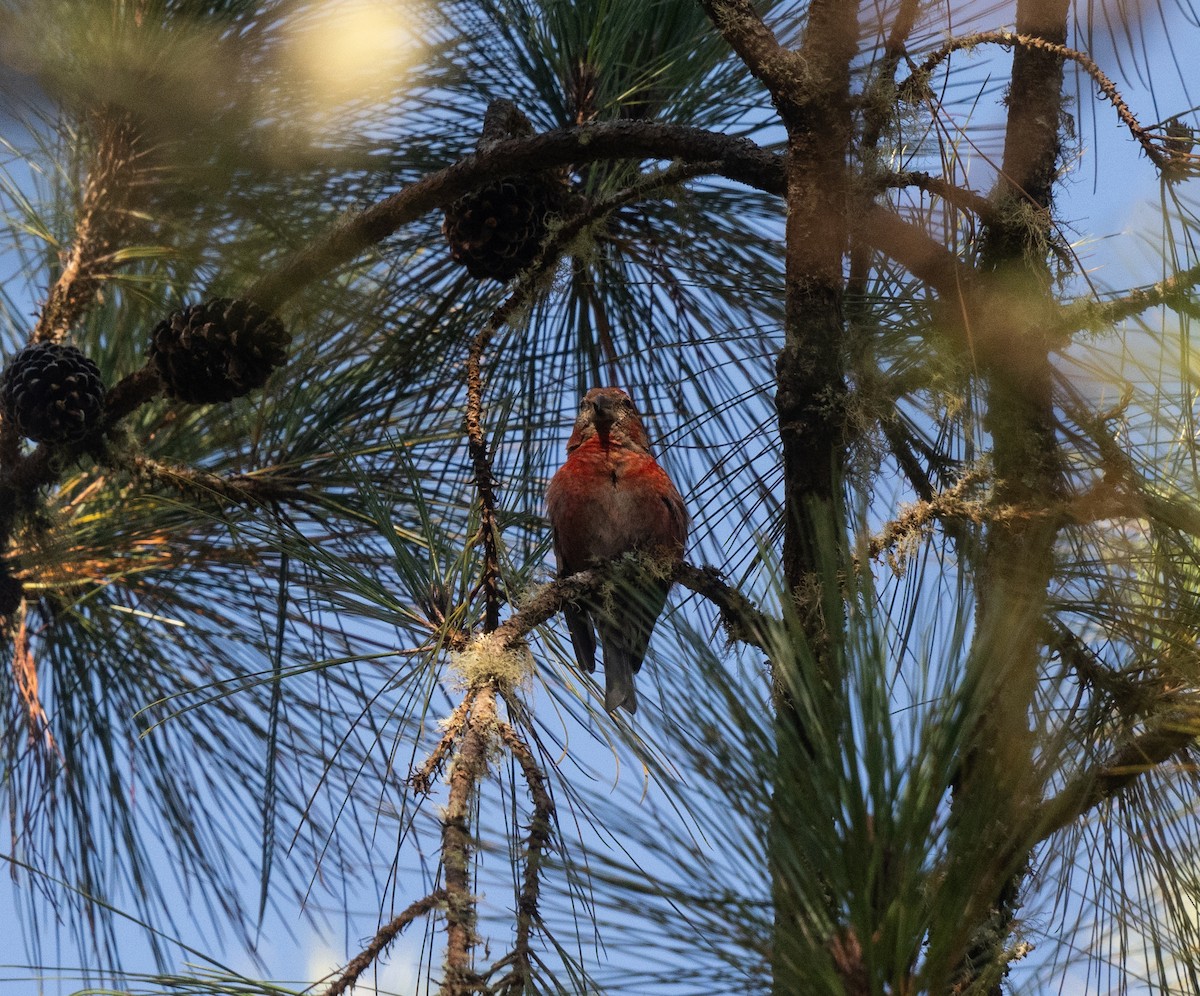 Hispaniolan Crossbill - ML645570211