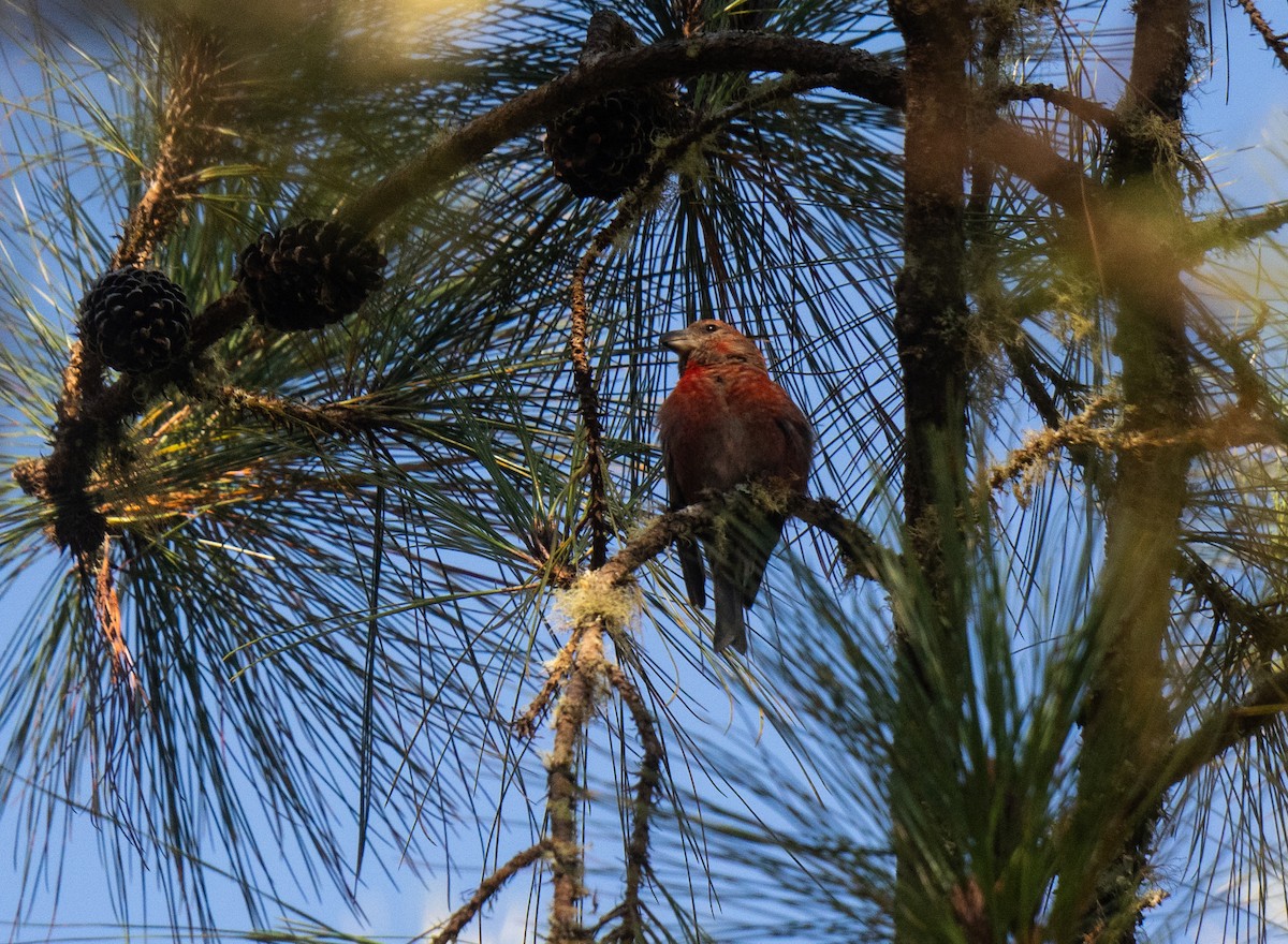 Hispaniolan Crossbill - ML645570212
