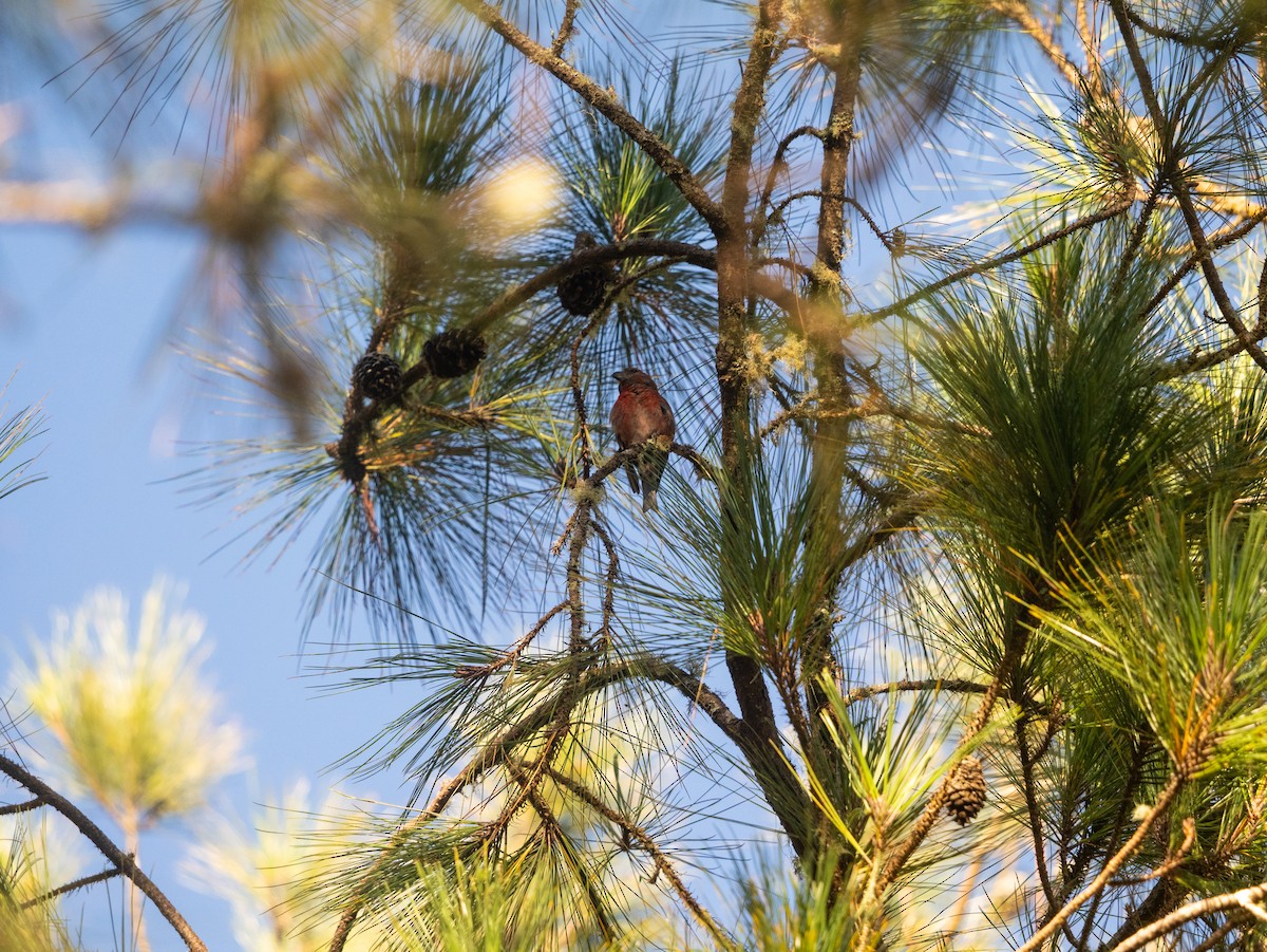 Hispaniolan Crossbill - ML645570213