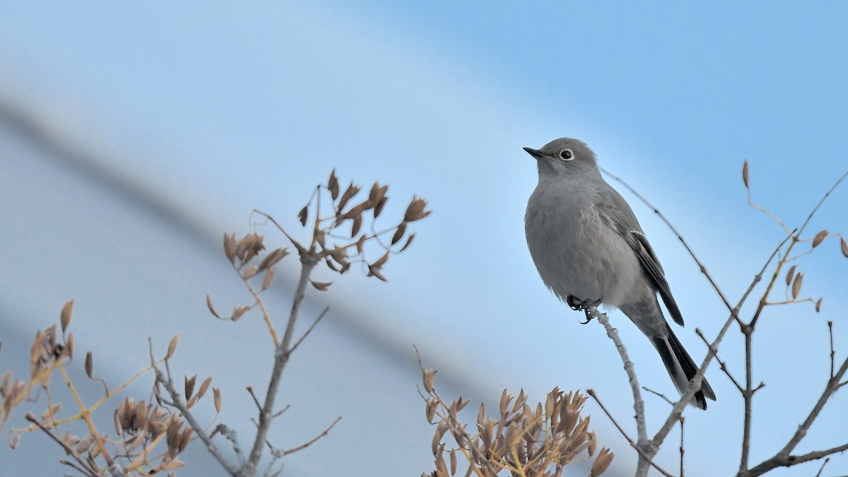 Townsend's Solitaire - ML645570214