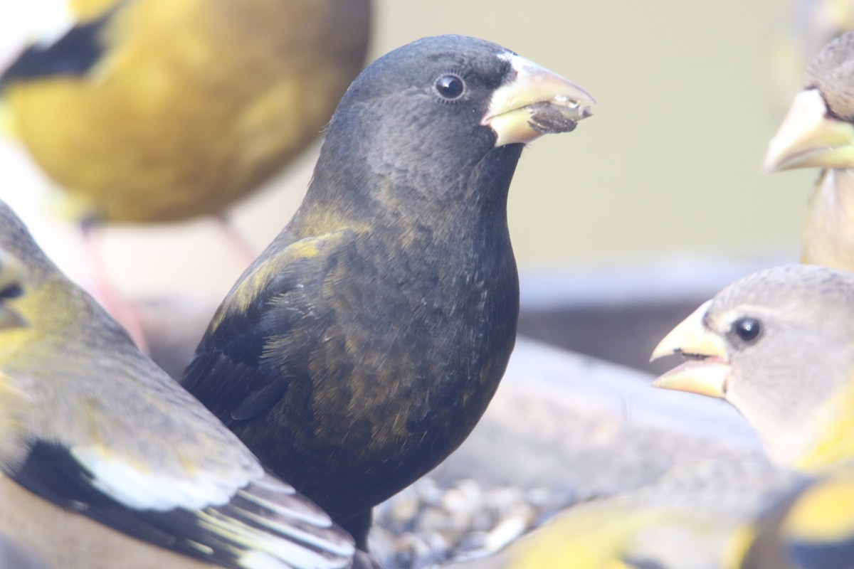 Evening Grosbeak - ML645570215