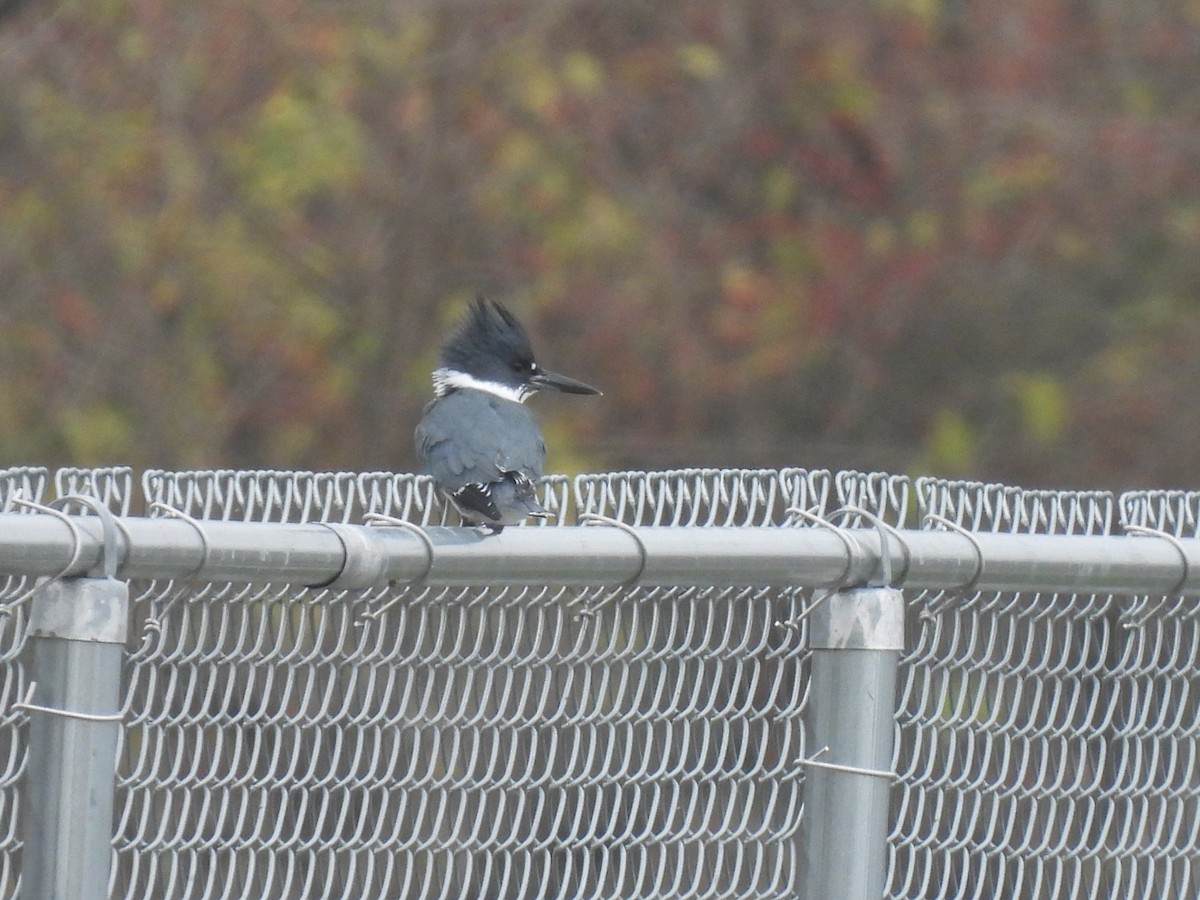 Рибалочка-чубань північний - ML645570217