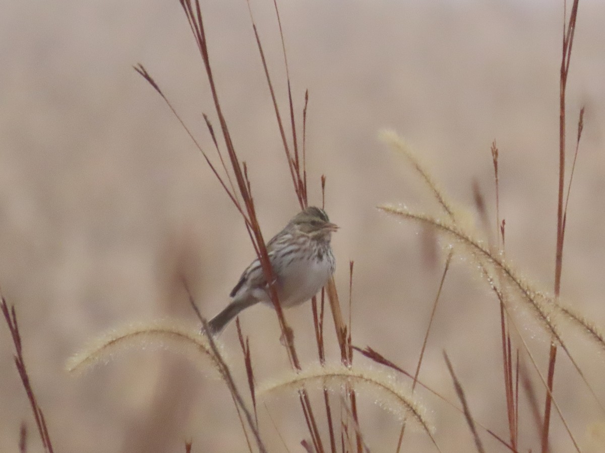 Savannah Sparrow - ML645570219