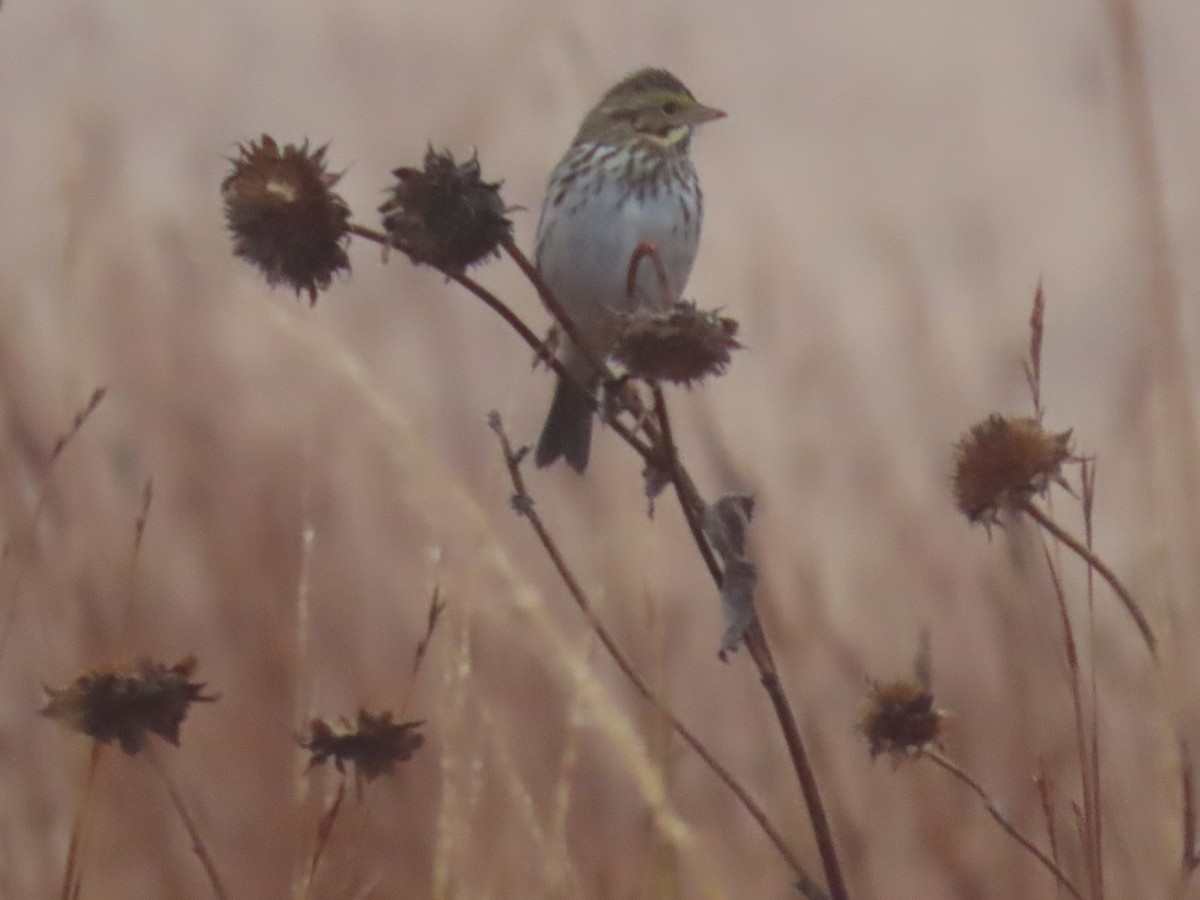 Savannah Sparrow - ML645570220