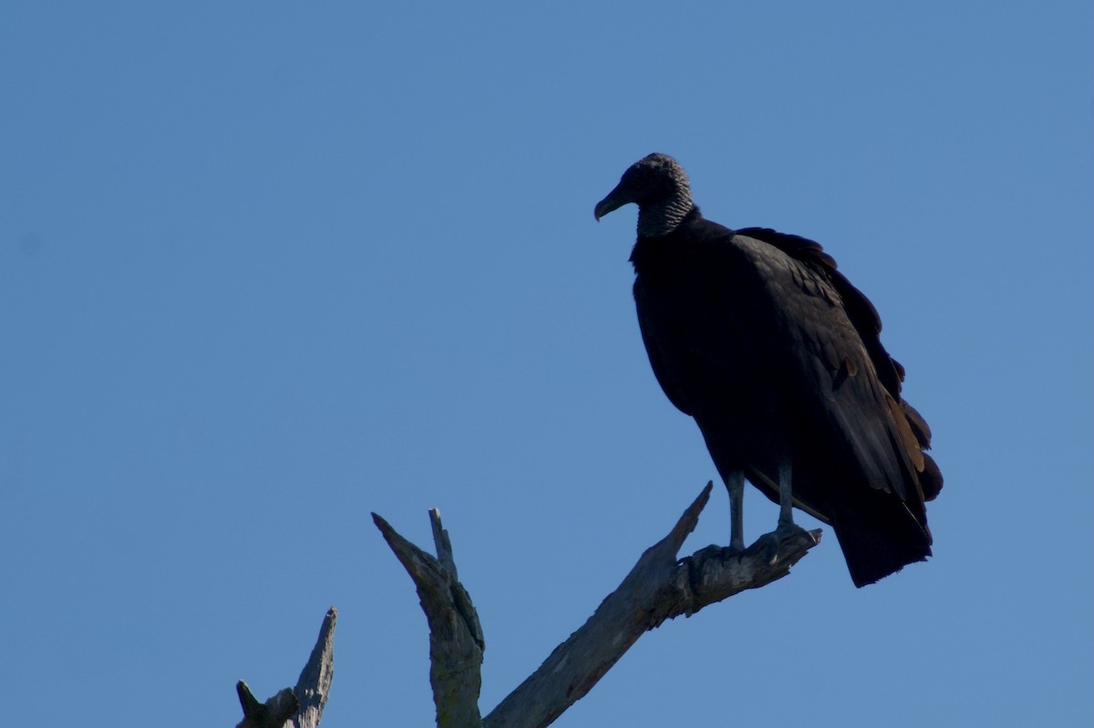 Black Vulture - ML645570229