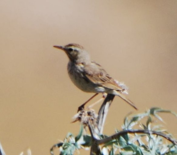 פפיון קנרי - ML645570230