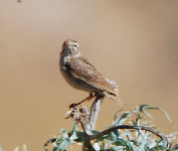 פפיון קנרי - ML645570231