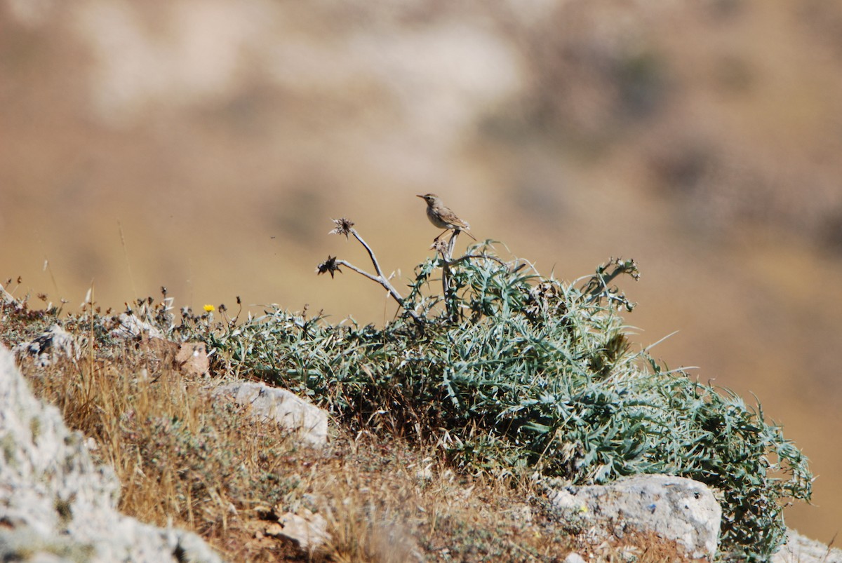 פפיון קנרי - ML645570232