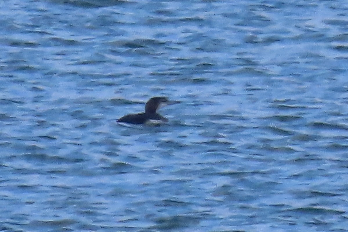 potáplice lední - ML645570233