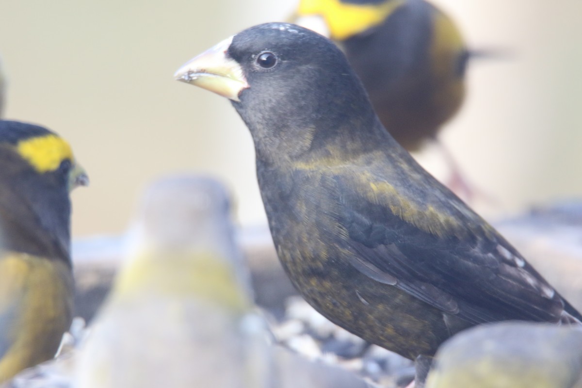 Evening Grosbeak - ML645570235