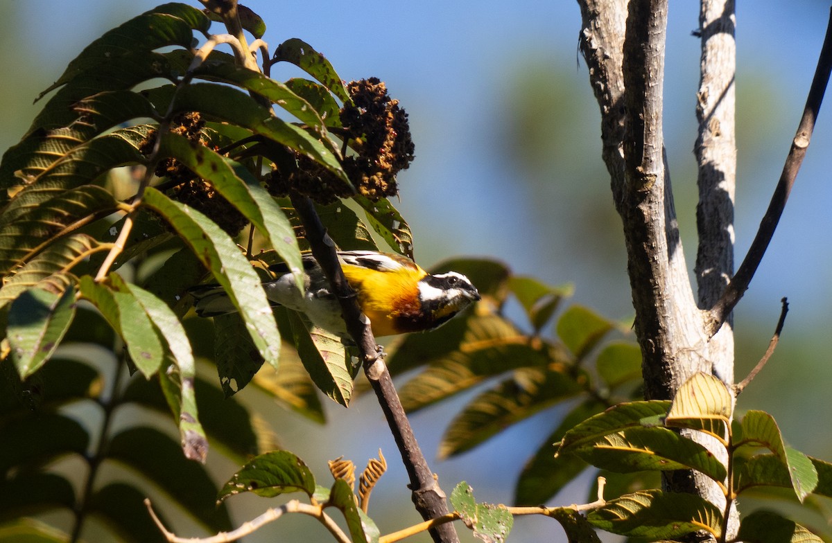 Hispaniolan Spindalis - ML645570238