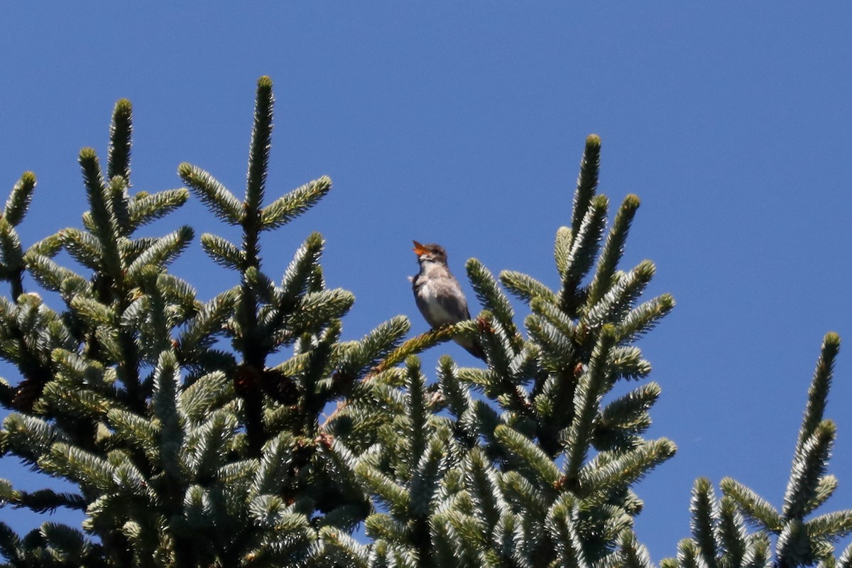 Olive-sided Flycatcher - ML645570241