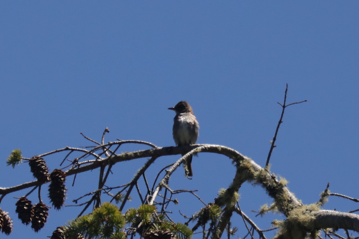 Olive-sided Flycatcher - ML645570242